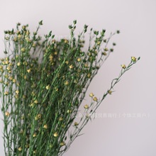 永生富贵豆相思豆花束 情人节圣诞节礼品贺卡DIY拍摄配材家居装饰