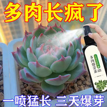 爆芽素多肉专用促芽催芽分化叶插花卉植物多肉爆芽素通用型营养液
