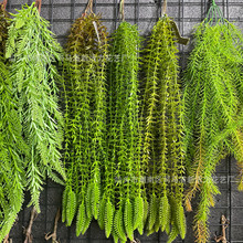 厂家批发绿植壁挂假花垂吊绿色植物蕨类墙壁管道吊顶装饰蕨叶藤条