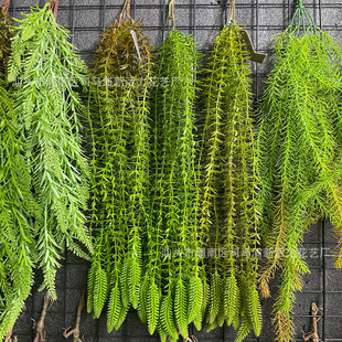 �S�����l�Gֲ�ڒ�ٻ������Gɫֲ��ާ��ڹܵ�����b�ާ�~�ٗl