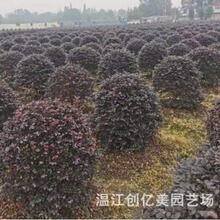 产地直销红花继木球 红花继木球冠幅80-150公分 量大从优