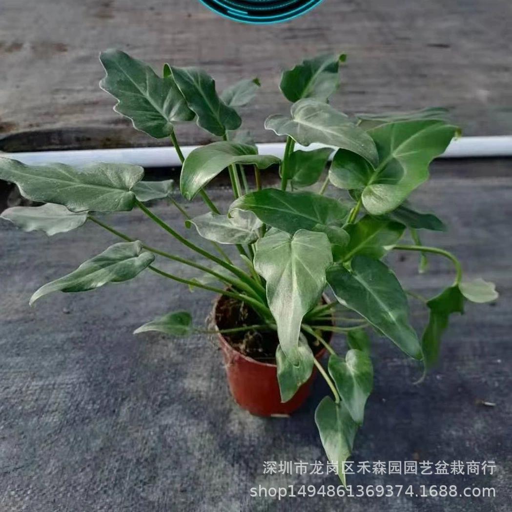 Маленький Ангел растение лоза зеленый бархат Гидропоника в горшке весенний дождь в помещении Весна перо вид листья бамбук Зеленая посадка гостиная хорошо для подъема