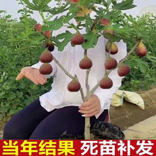 无花果树苗四季特大室内盆栽无花果当年结果庭院南北方种植果树苗