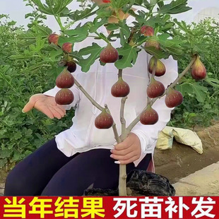 �o���������ļ��ش��҃����ԟo��������Y��ͥԺ�ϱ����Nֲ������