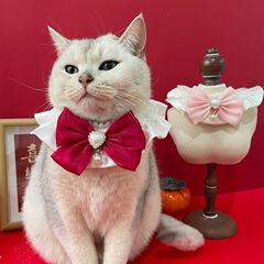 ペットの赤い大きな蝶結びの首輪は首の猫の犬の甘い蝶結びの真珠のネックレスの首のチェーンの装飾品を囲みます。