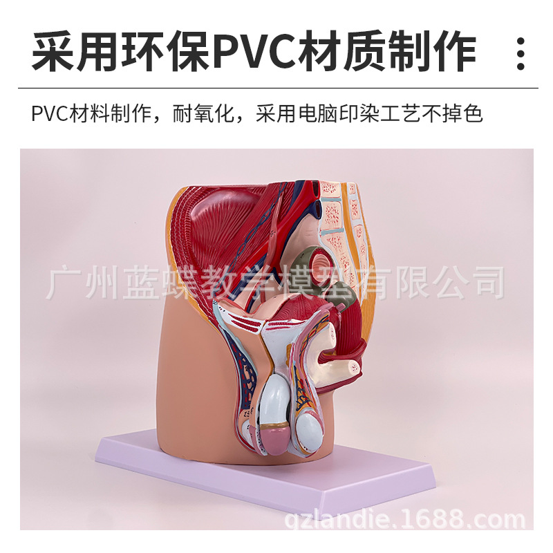 ��ǻģ��Ů��ʸ״����ģ����ֳϵͳ������������ϵͳ��ѧģ��ҽѧ