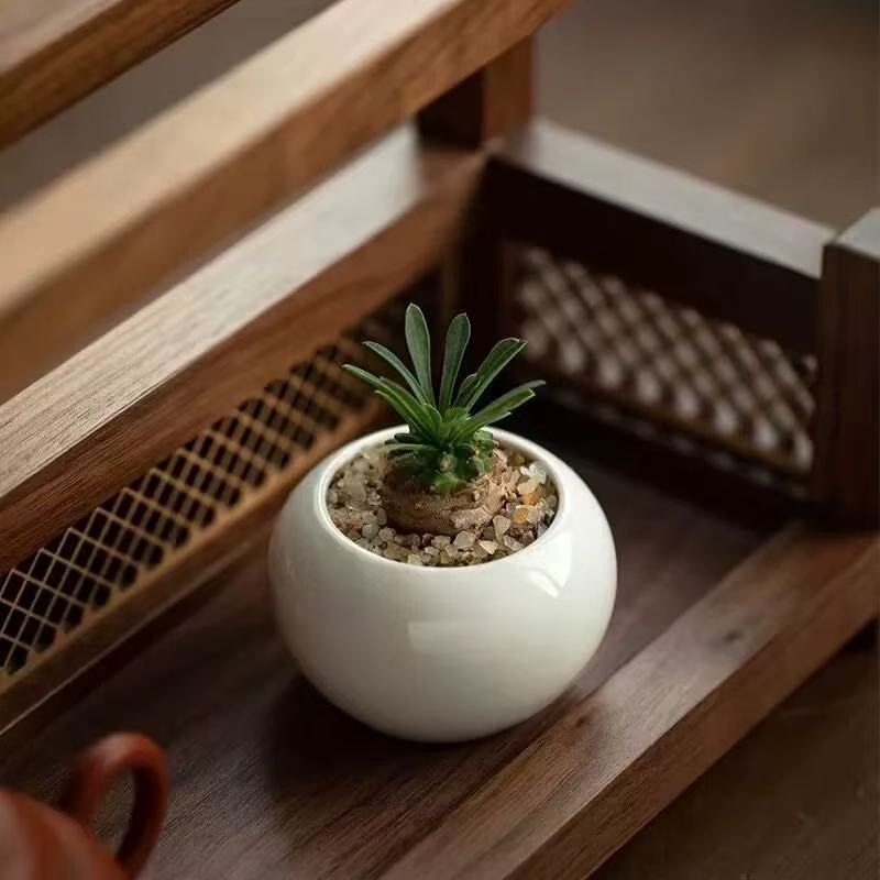 Piña de hierro, piña de la montaña Meishan, plantas suculentas raras, espinacas, peras, buenas estaciones para cultivar plantas verdes de mesa en maceta
