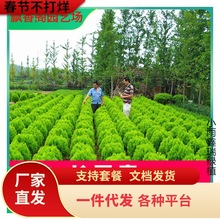 一件代发洒金柏树苗千头柏子孙柏球型植物塔松塔柏龙柏侧柏桧柏松