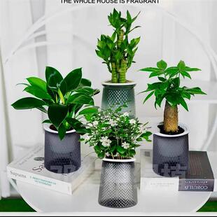 Buy One Get Four Deng Jiuli Fragrant Bamboo Indoor Potted Plant Office Flower Green Plant Potted Plant by Deng Shopkeeper