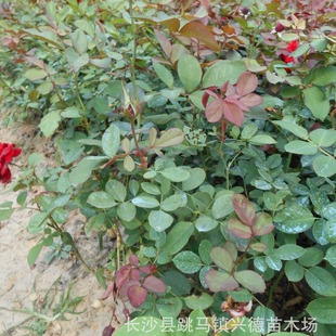 Wholesale Rose Seedlings, Climbing Rose Plants, Selected High-Quality European Rose Series Roses, Changsha Xingde Seedlings