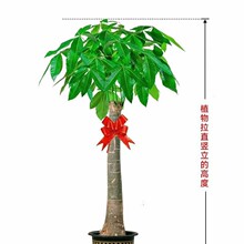 �lؔ�����������ռ�ȩ�͏d�����԰lؔ�䪚�Ƀ����՚��_�I�lؔ��