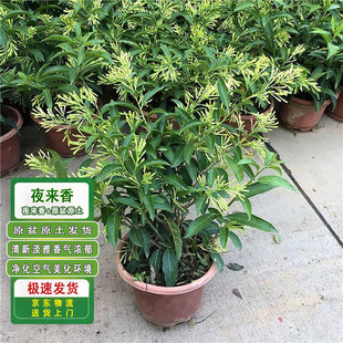 Night-Blooming Jasmine Indoor Potted Plant Desktop All-Season Evergreen Plant Flower Night-Blooming Jasmine + Original Pot Original Soil 1 Pot Source