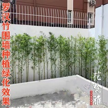 佛肚竹批发 佛肚竹工厂直销  罗汉竹基地报价 批发各种竹子