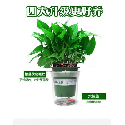 绿萝批发盆栽室内好养吸除水培植物绿植花卉盆栽绿箩厂家直销代发|ms