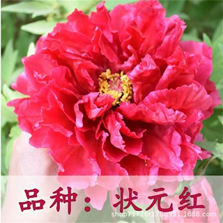 洛阳牡丹花苗花卉植物室内花易活好养盆栽庭院状元红多品种选择