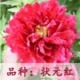 洛阳盆栽选择植物牡丹花苗