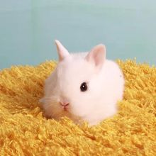 兔子活体垂耳兔猫猫兔侏儒兔长不大迷你茶杯兔宠物兔宝宝活体纯种