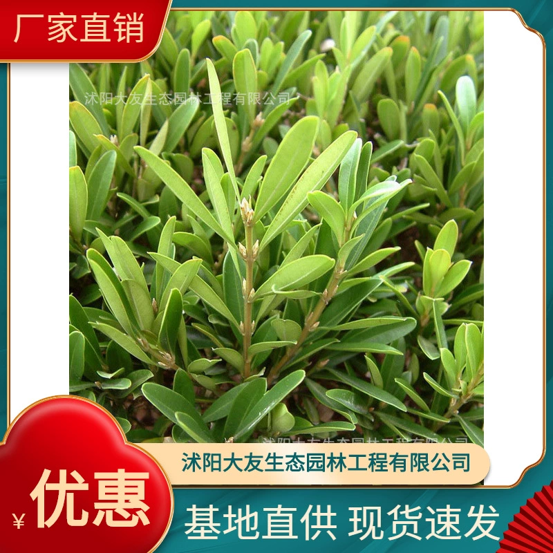 Пномпень Хуанъян Базовая оптовая продажа Сорта самостоятельного производства Полная живописная зона Ландшафтная инженерия Озеленение рассады