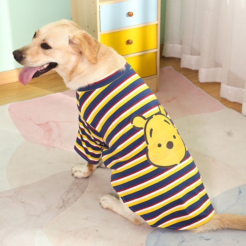 ラブラドールの服の犬は夏に毛を落として服を着ます。|undefined