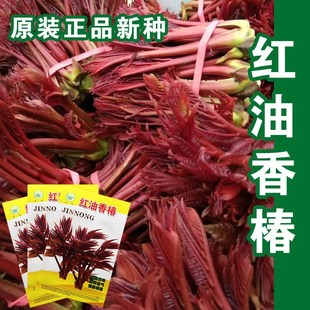 �t���㴻�R���ͺ������㴻��N�Ӹ߮a�������ļ�ͥԺ��@�߲˷N��