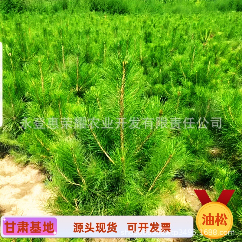 甘肃油松树苗 荒山造林绿化工程树苗60 80公分营养杯苗木成活率高