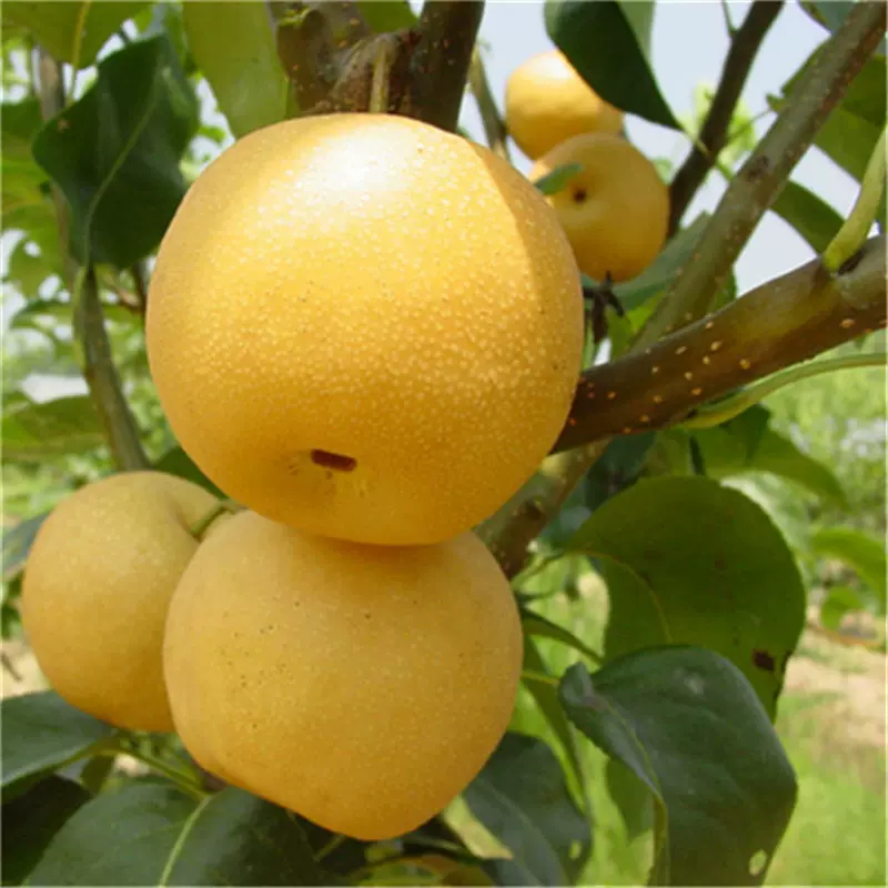 梨树基地直发批发梨树南北种植盆栽地载庭院果苗
