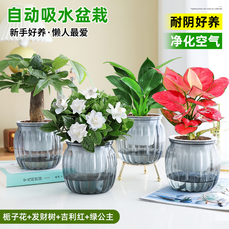 [오피스 베스트셀러 화분 4종] 치자나무 + 머니트리 + 길리레드 + 그린프린세스