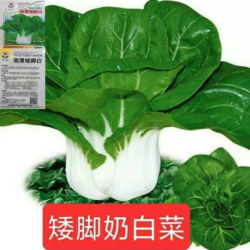 Карликовые Молочные Семена Капусты Четыре Сезона Китайская Капуста Крем Капуста Балкон Овощи Четыре Сезона Зеленые Семена Овощей