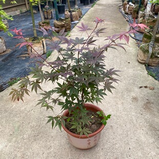 �����辰�t����Ȫ�����֮���t������ë��������ֲ��Gֲ������