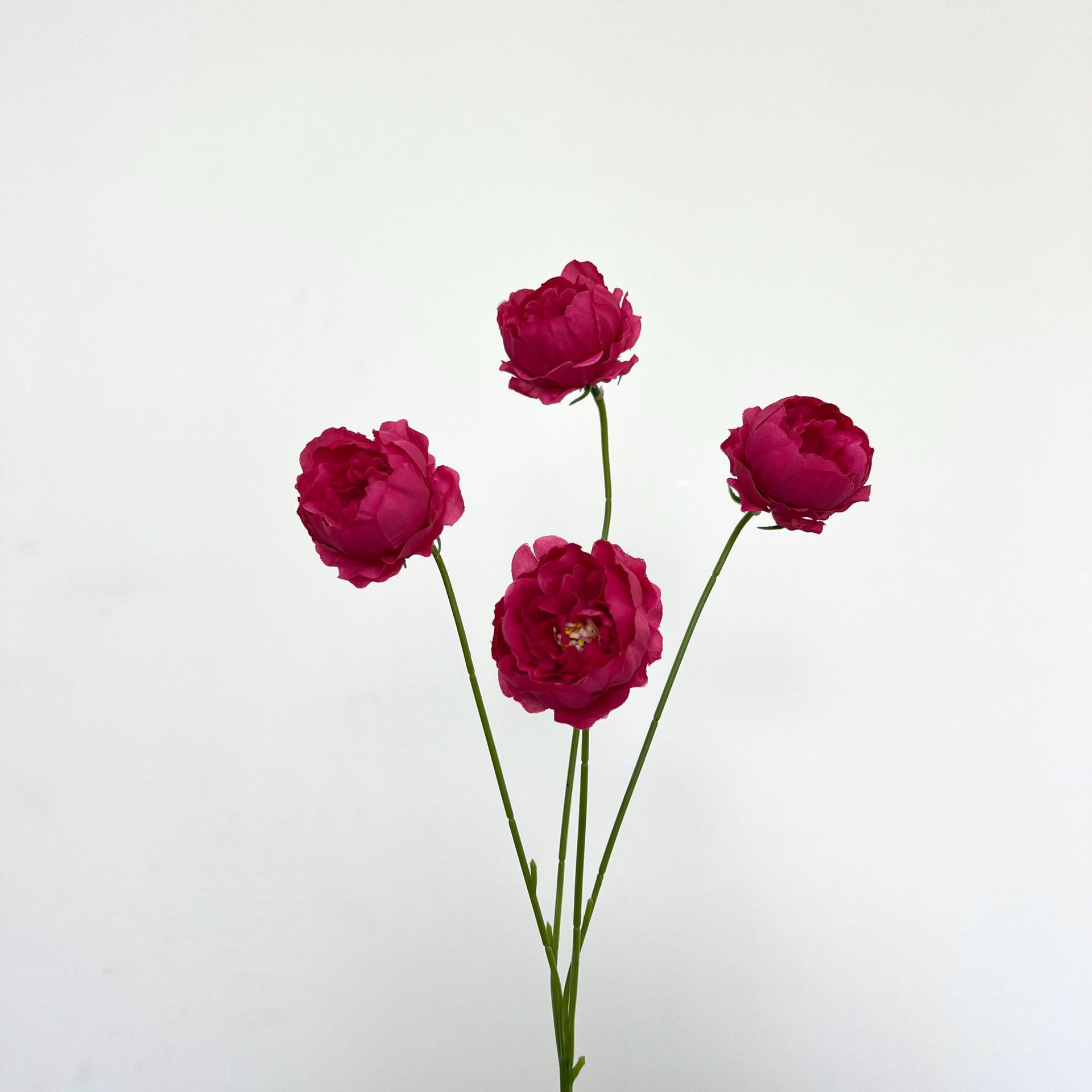 Cuatro pequeñas peonías rosas y moradas