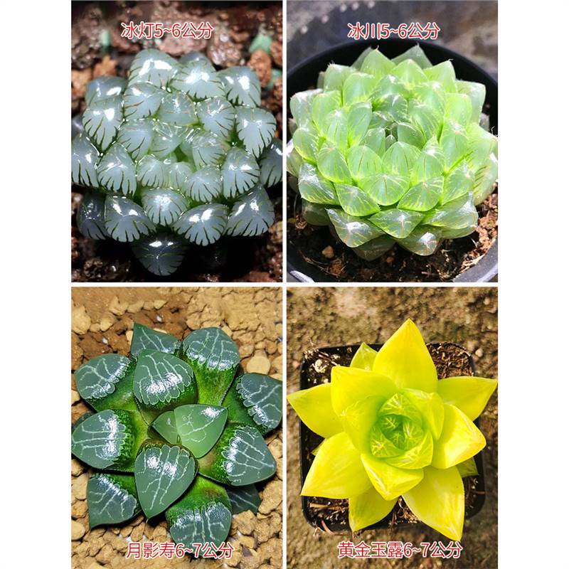 달그림자+금+빙하+얼음등불