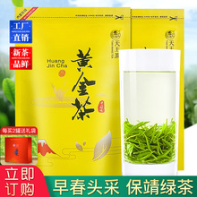 2026新茶湖南湘西保靖黄金茶工厂直销 明前头采绿茶茶叶批发代发