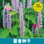 农家香草藿香种子