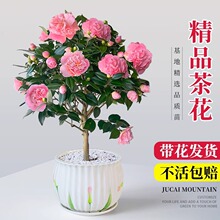 香妃山茶花盆栽树苗带花苞花卉植物树苗室内客厅四季好养易活绿植