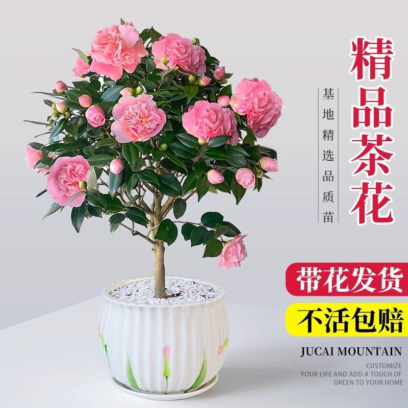 香妃山茶花盆栽树苗带花苞花卉植物树苗室内客厅四季好养易活绿植