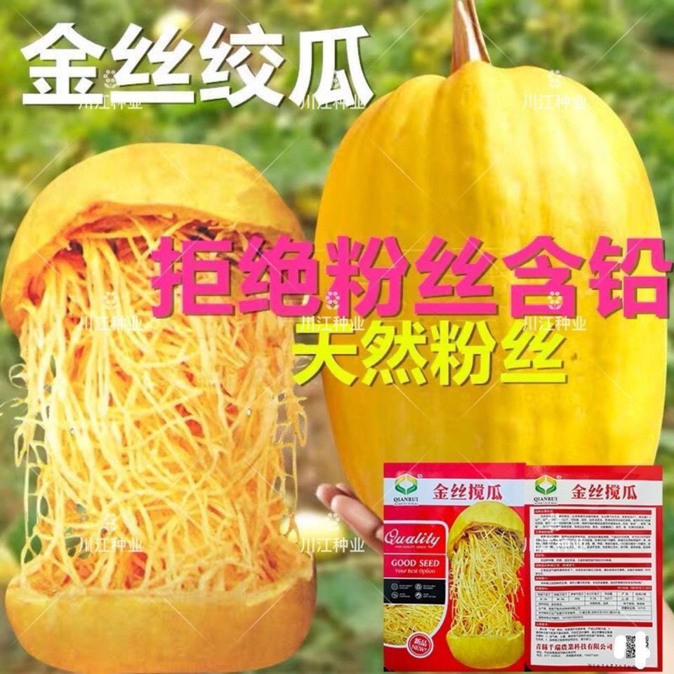 原装金丝种子 四季南瓜粉丝丝瓜好吃天然粉金丝瓜