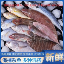 海雜魚海鮮鮮活清倉小海魚新鮮小雜魚批發整箱咸魚批發特價雜魚