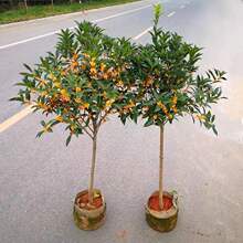 �޽ӹ𻨘����ļ�����ͻ��ܰ���ͥԺԭ��������̨�w���������