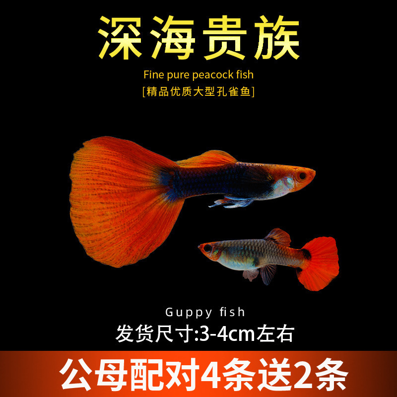 孔雀鱼精品小鱼缸观赏鱼好养耐活热带鱼活鱼天空蓝小型小鱼苗|undefined