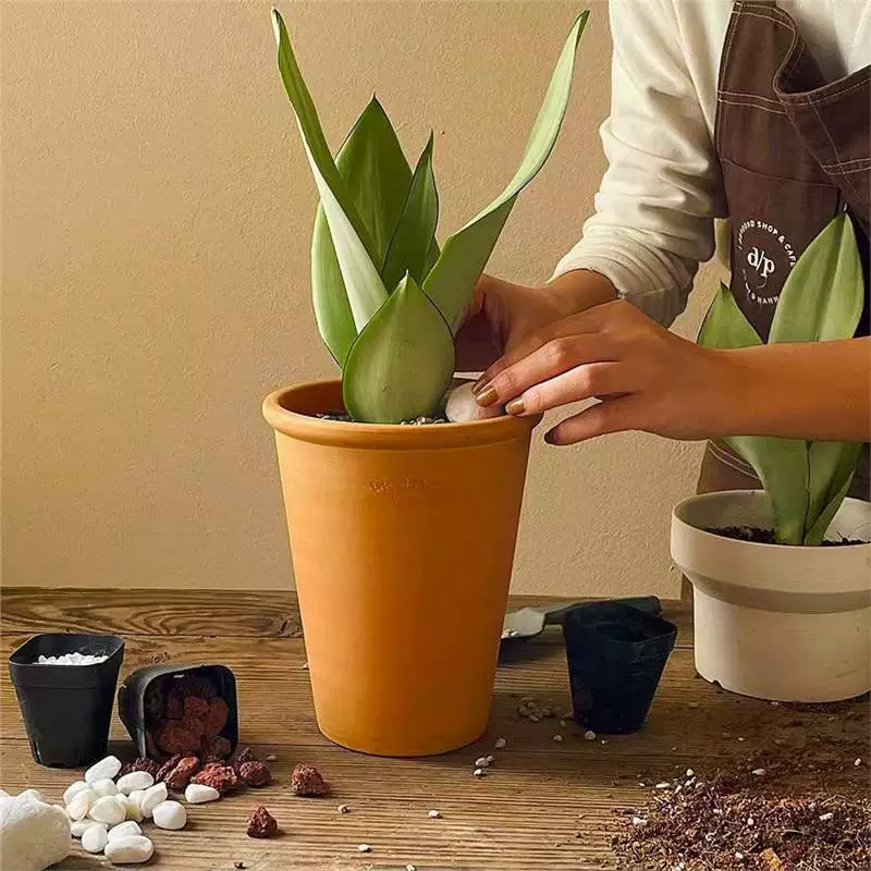 Белый нефрит, тигровая кожа, орхидея, комнатное маленькое зеленое растение в горшке, настольное зеленое растение, поглощает формальдегид и очищает воздух, легко поддерживать растения в скандинавском стиле.