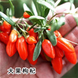 红枸杞树苗 北方南方种植 当年结果阳台食用盆栽盆景地栽庭院果树