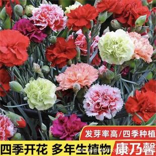 Double Carnation Seeds Are Easy to Grow Live Flower Potted Balcony Indoor and Outdoor Four-Season Flowering Plant Flower Seeds