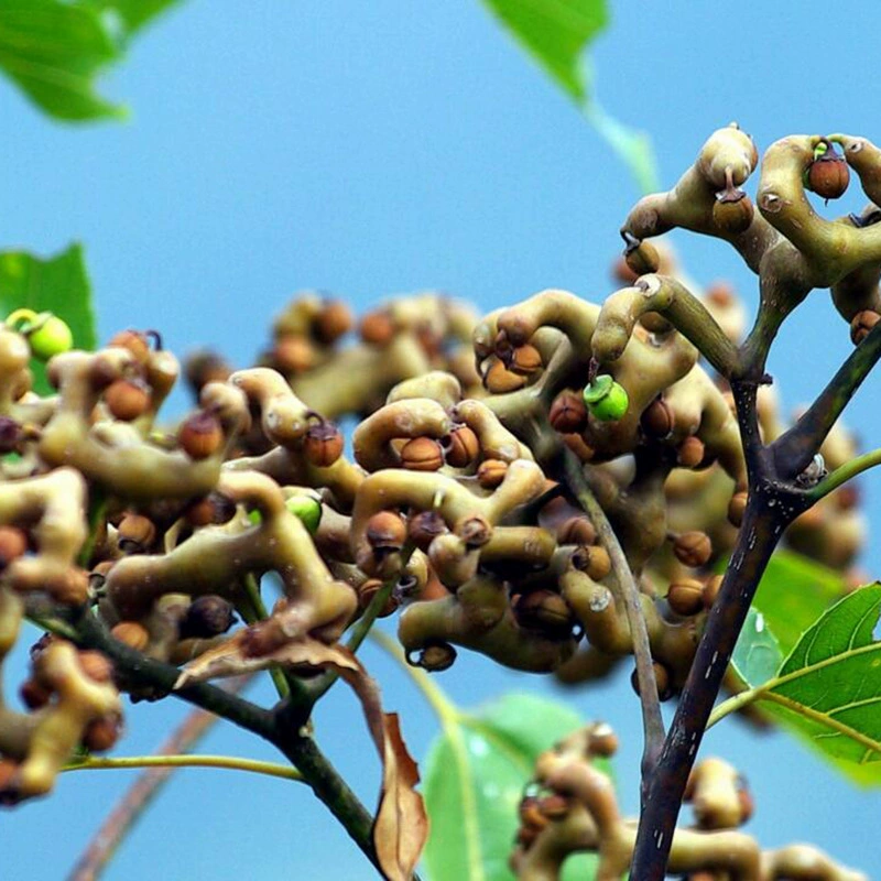 Оптовая новые семена мармелад долголетие фрукты семена Золотой крючок груша мармелад дети вонючий Qizao курица коготь мешок прорастание лесные деревья