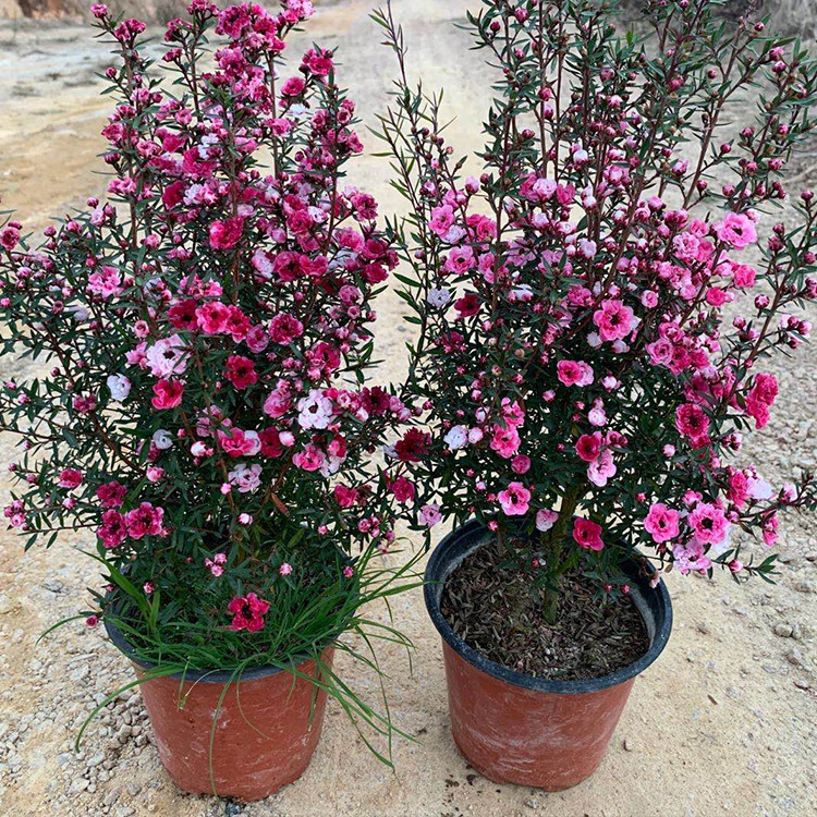 四季开花植物梅花盆栽苗松红梅满天星多花澳洲松叶牡丹苗花卉水培