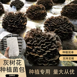 菌菇种苗;盆栽;羊肚菌
