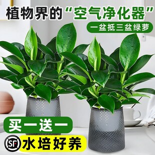 �G������������҃�ֲ��G�}�jˮ��Gֲ�����k��������˻��ܺ��B