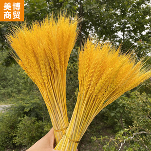 Wheat Ear Barley Bouquet Opening Big Barley Harvest Factory Direct Gift Shooting Props Dried Flower Barley