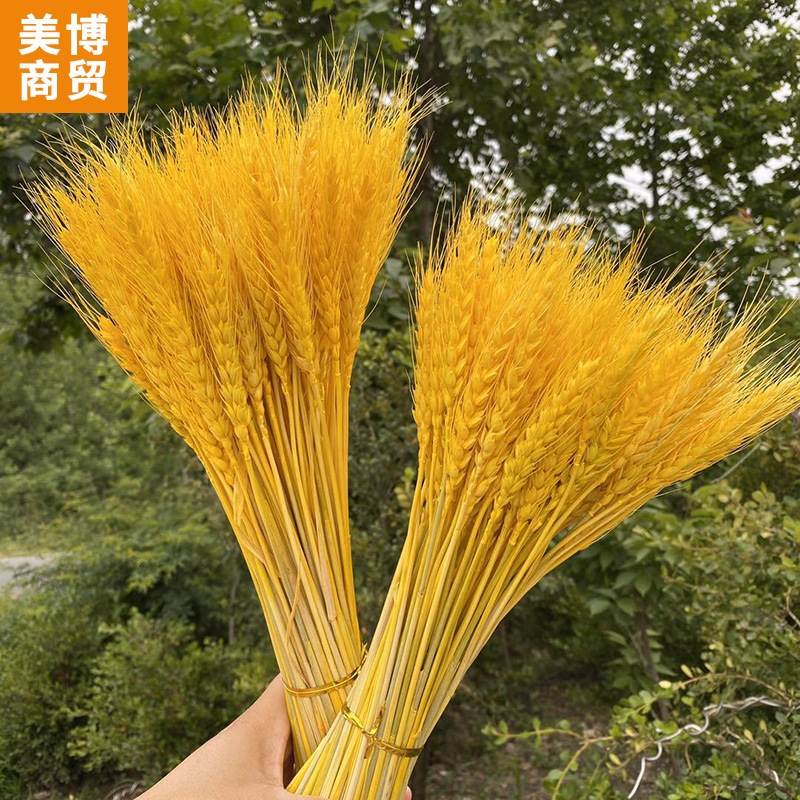 Natural Wheat Ears Barley Bouquet Grand Opening Barley Harvest Factory Direct Sales Gift Photography Props Dried Flowers Barley