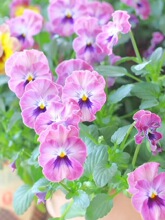 ��ɫ���N��С�����󻨺�����؈Ę�������滨�̨�҃����Ի��@ͥԺ