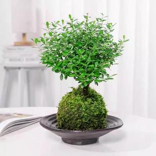 С~̦\辰ֲ΢^ˮk҃ȺBļ՚